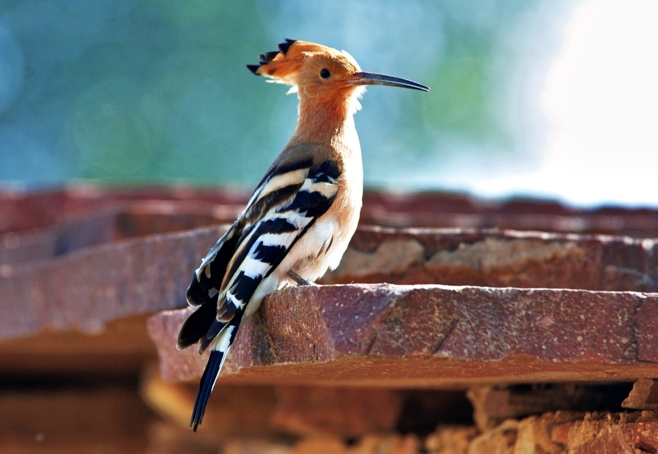 Hoopoe at Ramathra, Rajasthan - India