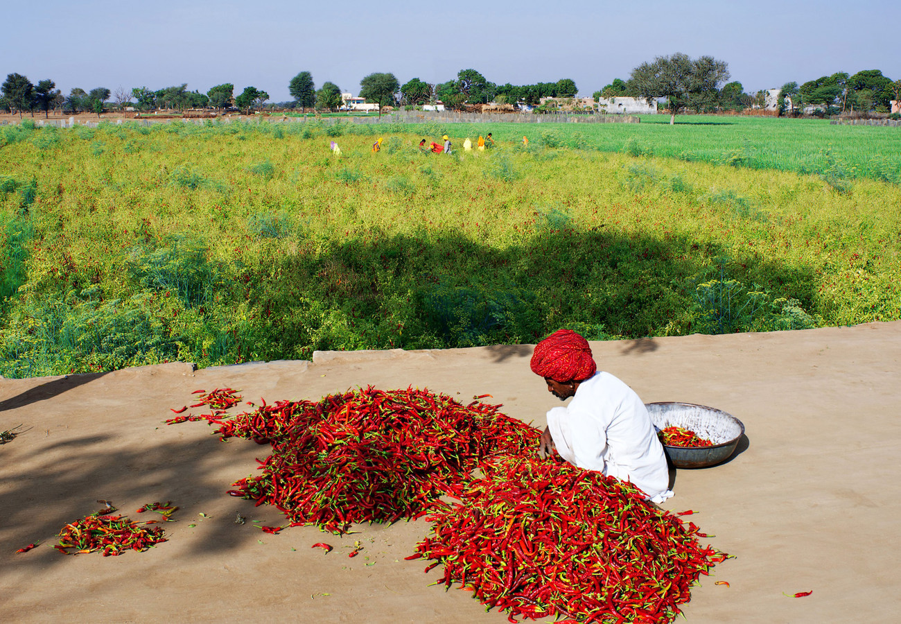 Sorting the chiliies Chatra Sagar, Rajasthan - India
