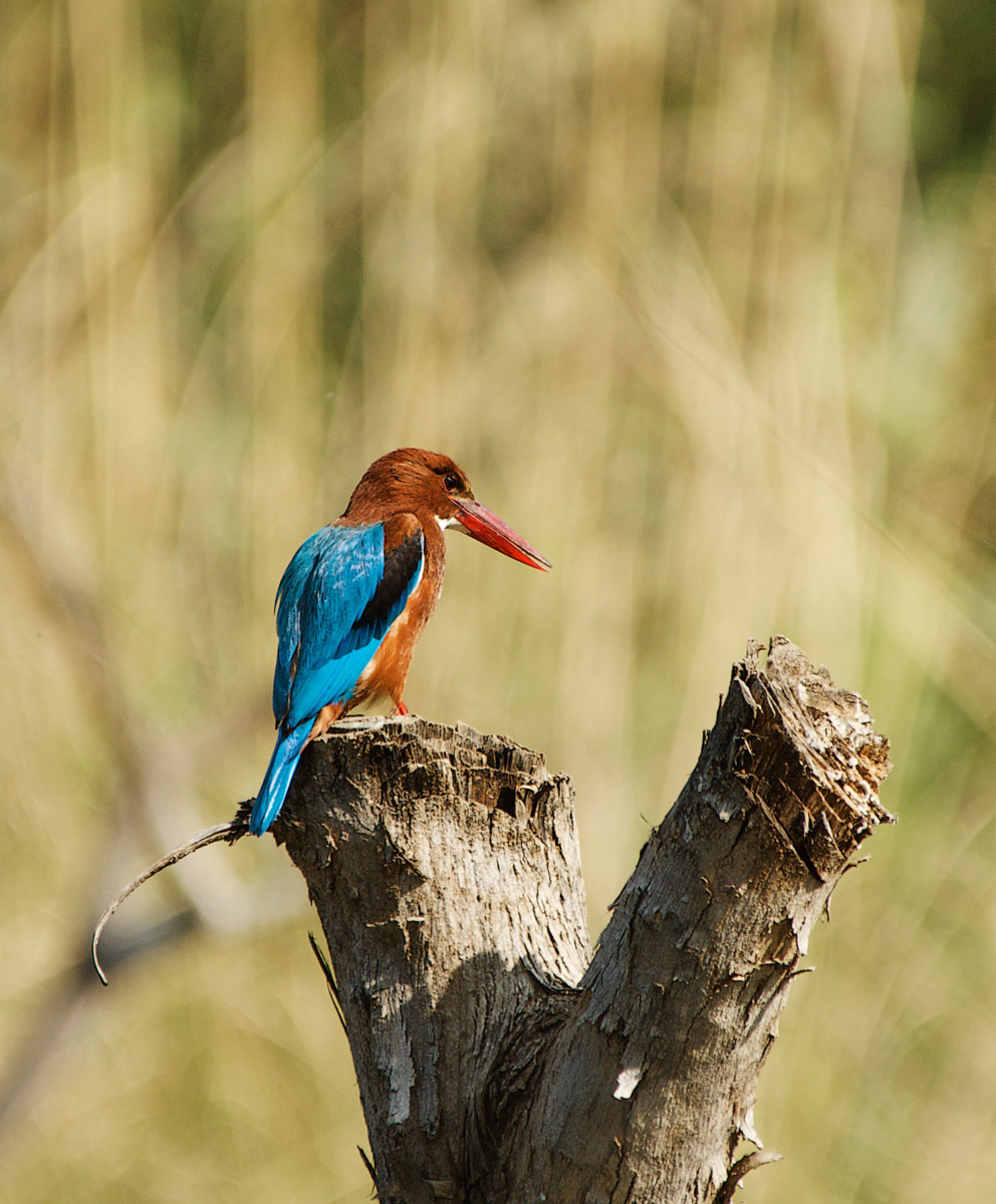 Kingfisher at Ranthambore - India