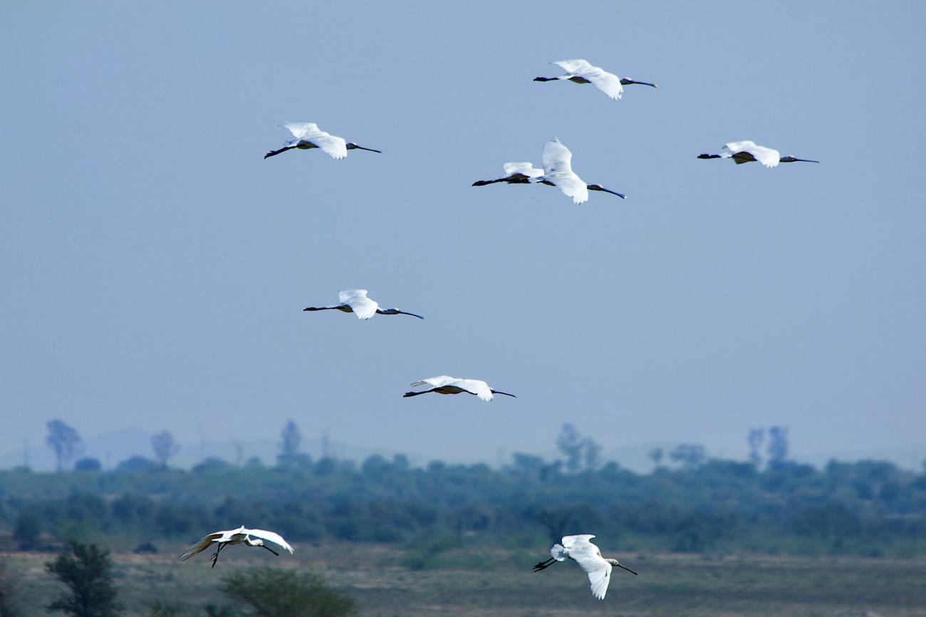 Chatra Sagar birds - India