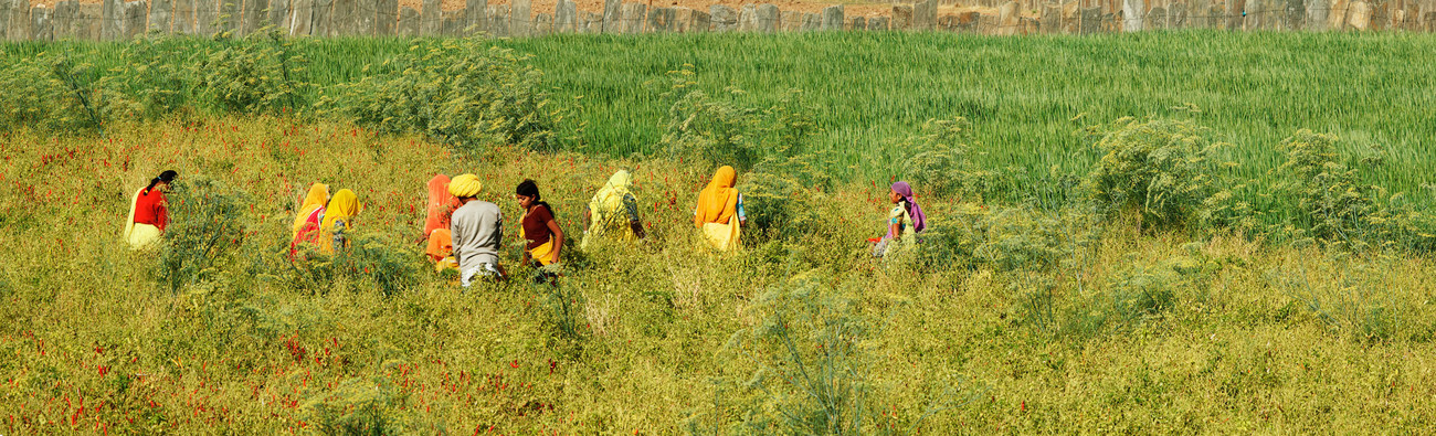 Chillie pickers, Chatra Sagar, Rajasthan - India