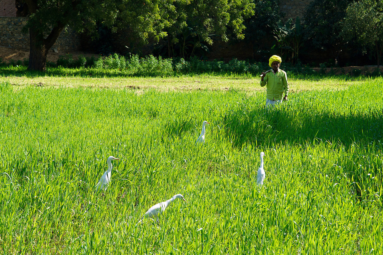 Chatra Sagar farmer with herons - India