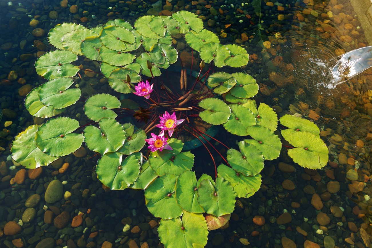 KM-358M Chi Lin Nunnery lotus - Hong Kong - Contemporary