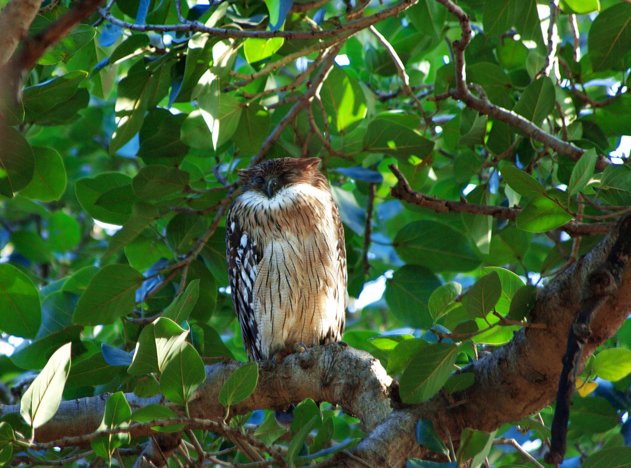 Owl - Ranthambore, Rajasthan - India