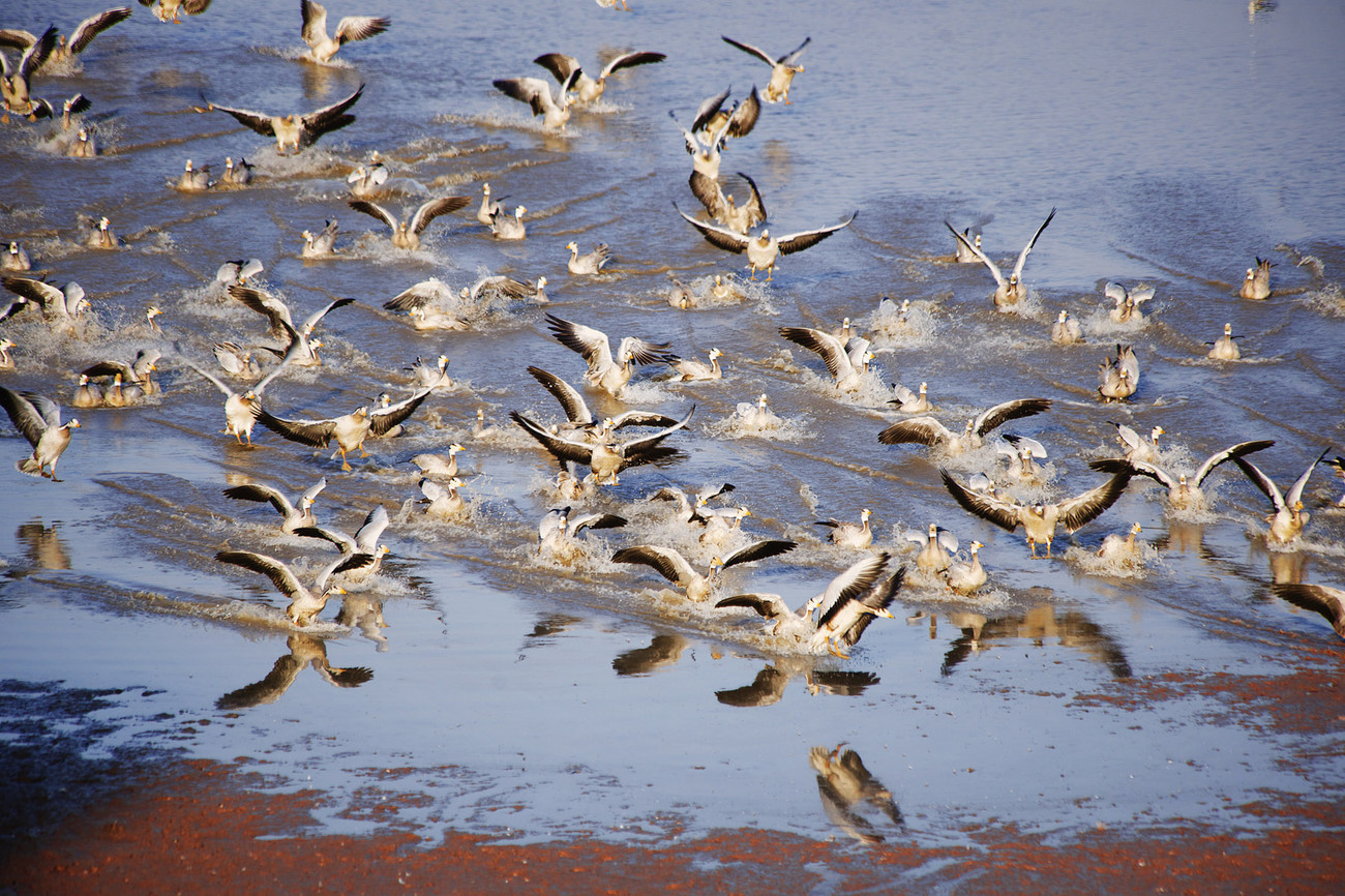 Chakra Sagar, Rajasthan - birds on lake -2 - India