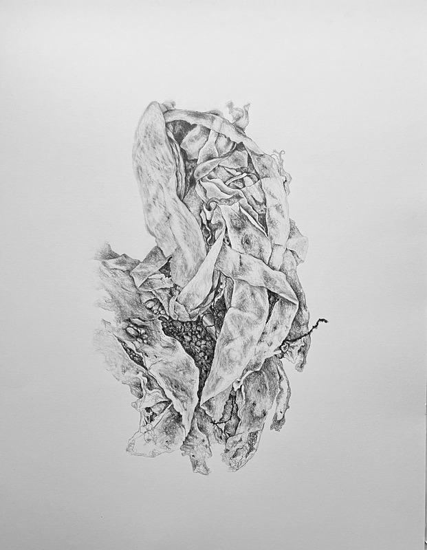 11. Wilted Seaweed, Graphite on Paper, 60cm x 45cm - Seaweed