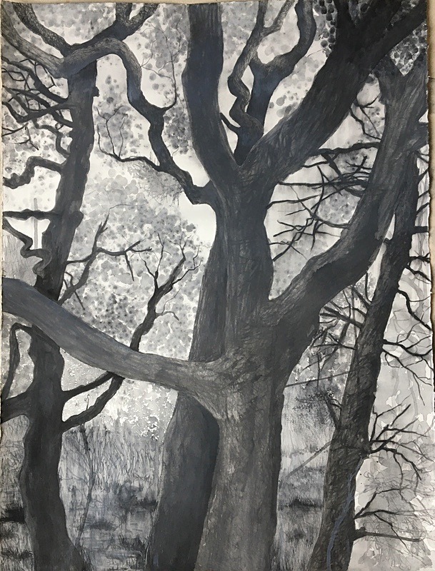 Wild Wood Drawing 2 56cm x 76cm Mixed Media on Paper - Wild Woods Drawing Series 2021