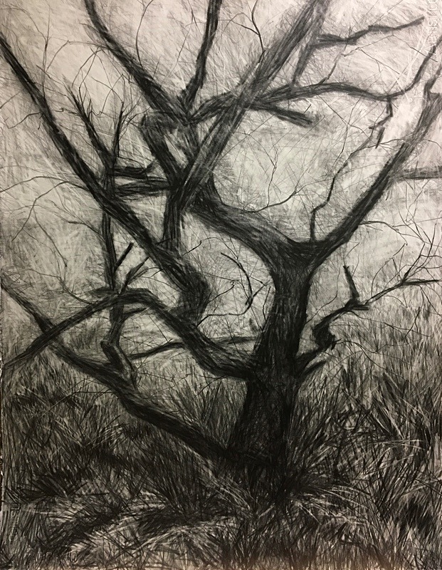 Wild Wood Drawing 8 56cm x 76cm Graphite on Paper - Wild Woods Drawing Series 2021