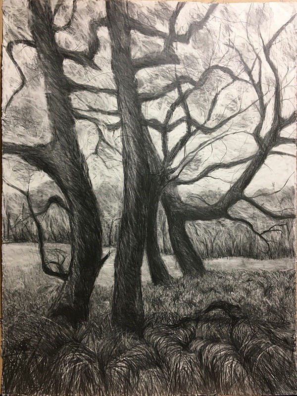 Wild Wood Drawing 12 56cm x 76cm Graphite on Paper - Wild Woods Drawing Series 2021