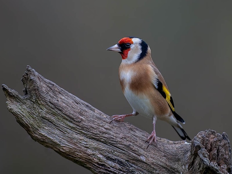 894C1801-EditGOLDY ON LOG - woodland bird hide