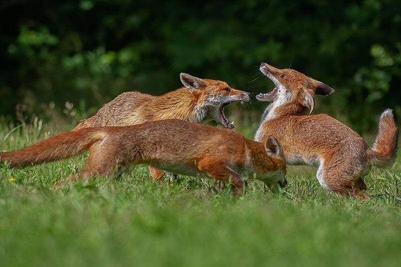 mum 1 - THE FOX HIDE EXPERIENCE