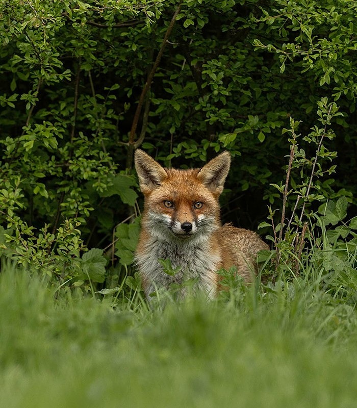 _F7A1091-Edit - THE FOX HIDE EXPERIENCE