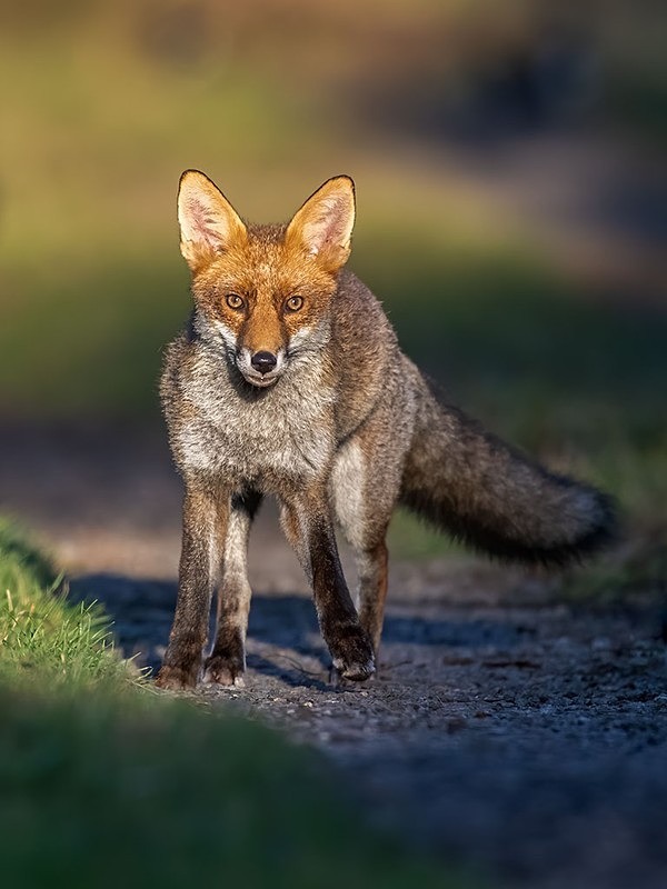 AU8I4746-Edit-Edit - The Fox Hide photos