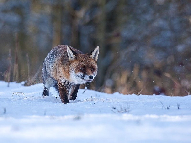 - the fox hide
