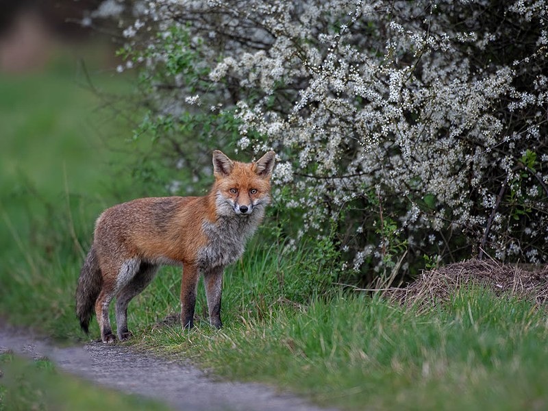 first day of spring - THE FOX HIDE EXPERIENCE