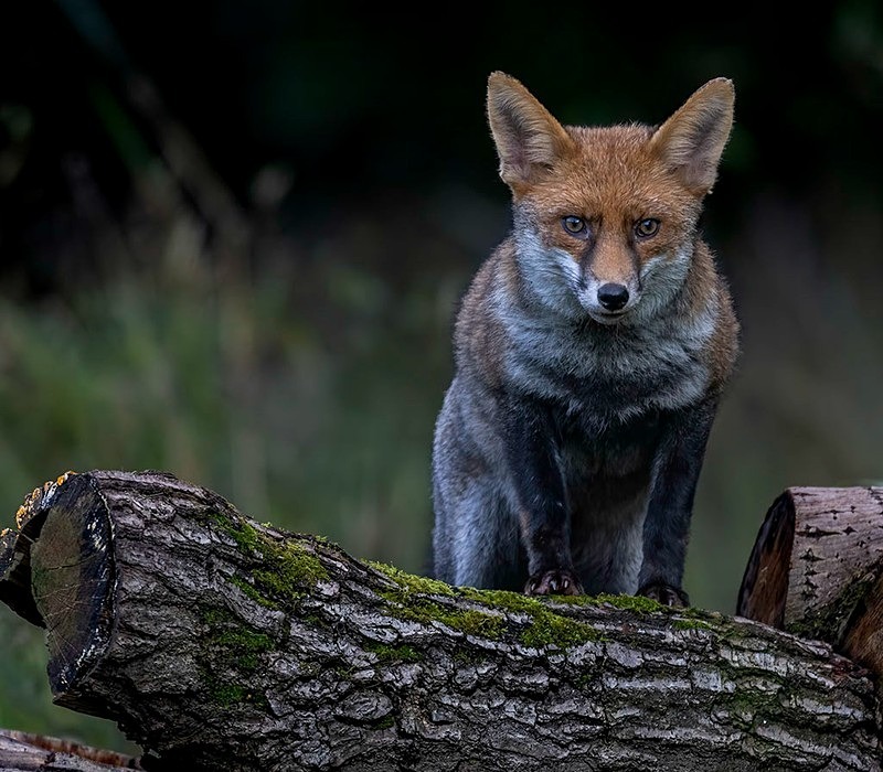 _F7A6602-Edit-Edit - The Fox Hide photos