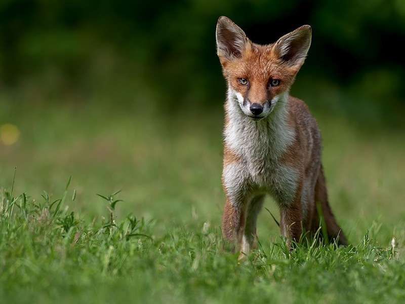 young 2 - THE FOX HIDE EXPERIENCE