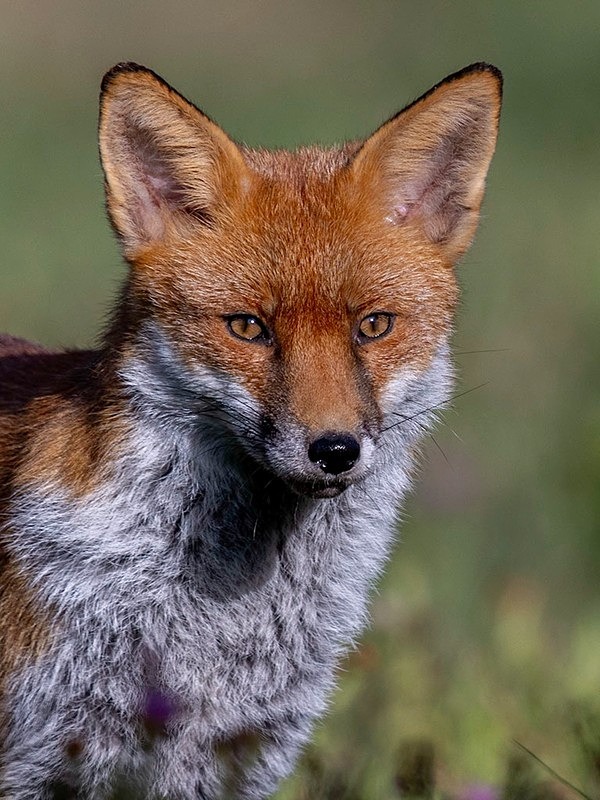 _F7A9475-Edit - The Fox Hide photos