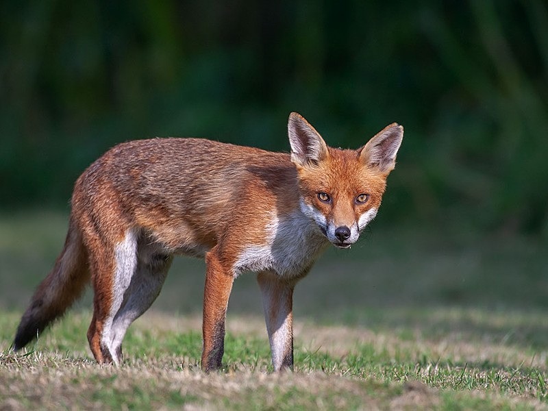 dyson large1 - THE FOX HIDE EXPERIENCE