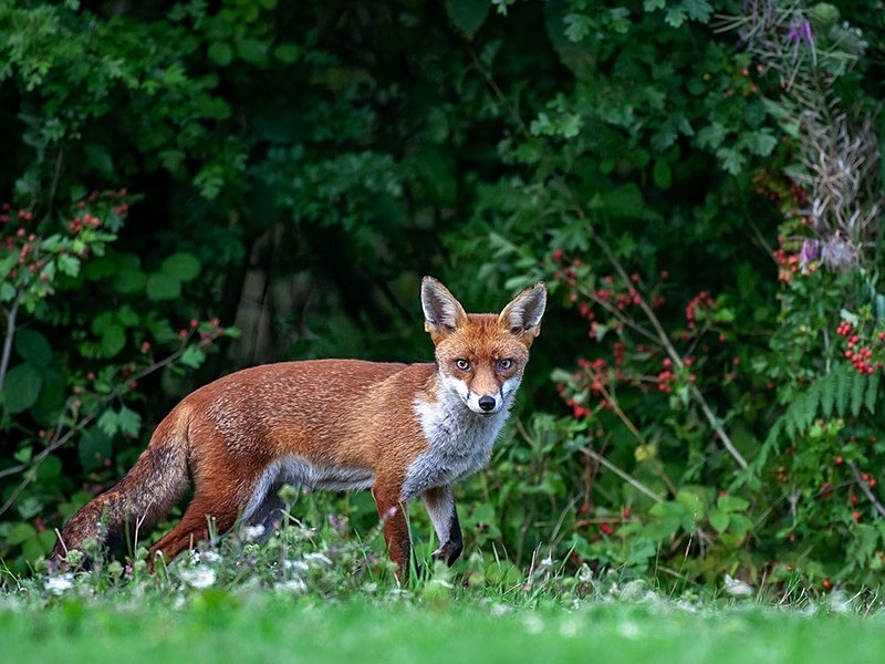 bella autumn - THE FOX HIDE EXPERIENCE