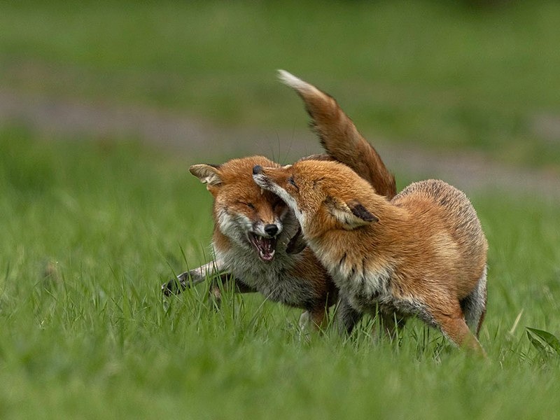 _F7A1227-Edit - THE FOX HIDE EXPERIENCE