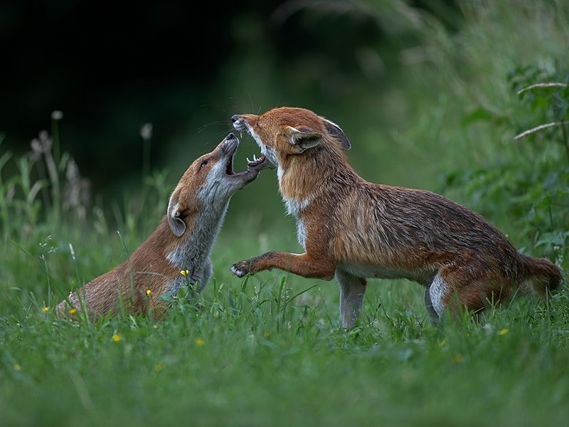 AU8I5062-Edit-Edit - THE FOX HIDE EXPERIENCE