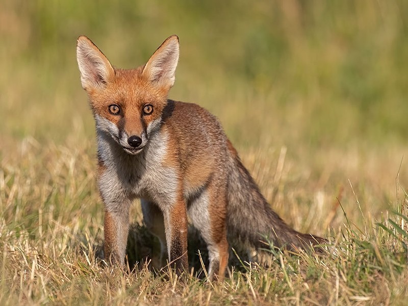 AU8I8972-Edit-Edit - The Fox Hide photos