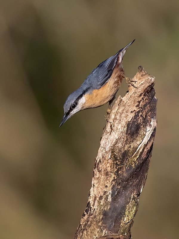 AU8I1546-Edit-Edit - woodland bird hide