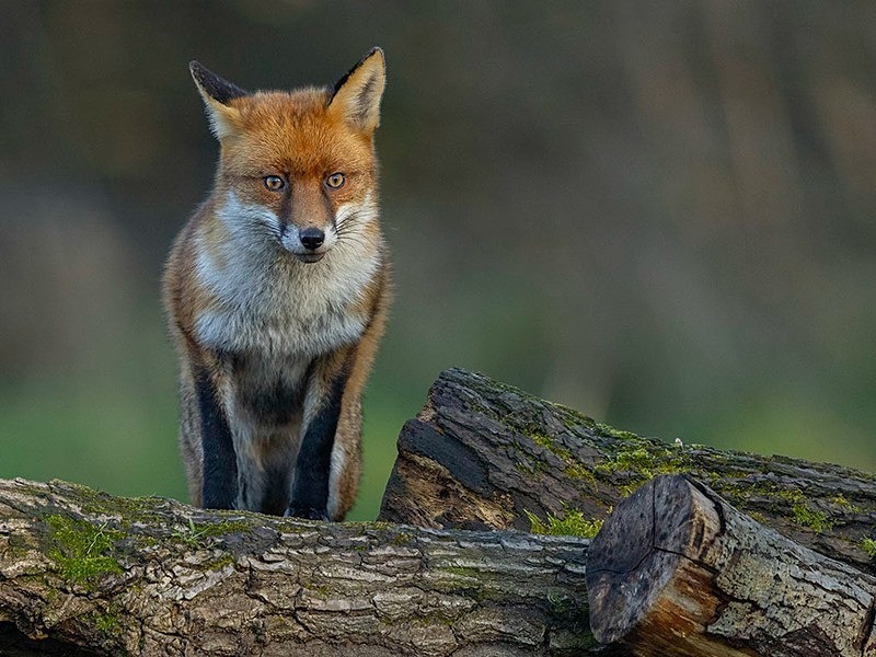 _F7A9449-Edit - THE FOX HIDE EXPERIENCE