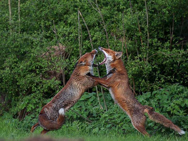- the fox hide