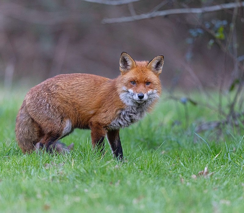 014A9046-Edit - The Fox Hide photos