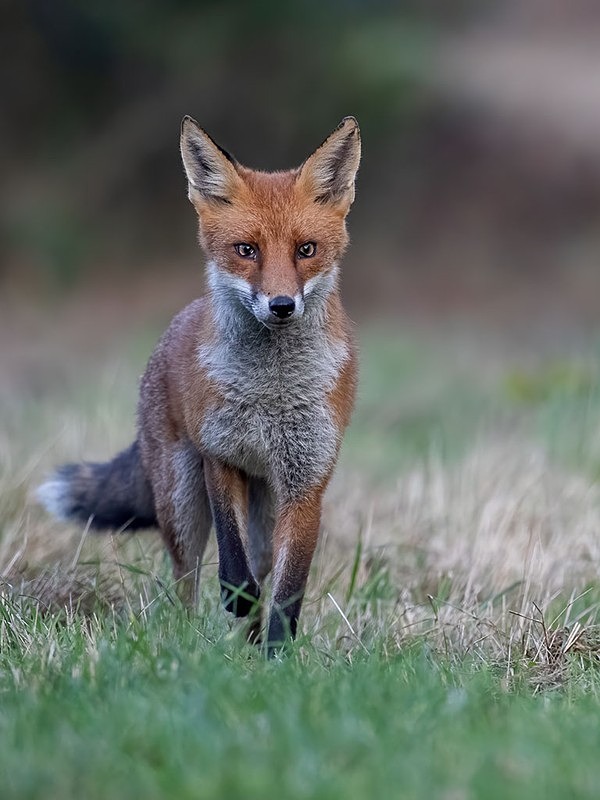 nice eyes - The Fox Hide photos