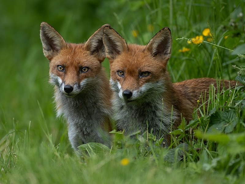 AU8I3833-Edit-Edit copy - THE FOX HIDE EXPERIENCE
