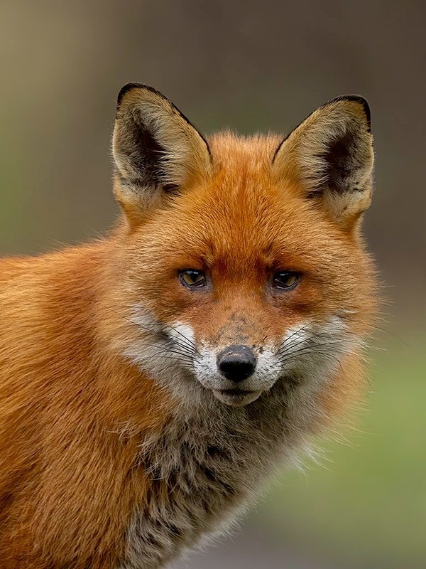 _F7A7137-Edit-Edit - THE FOX HIDE EXPERIENCE