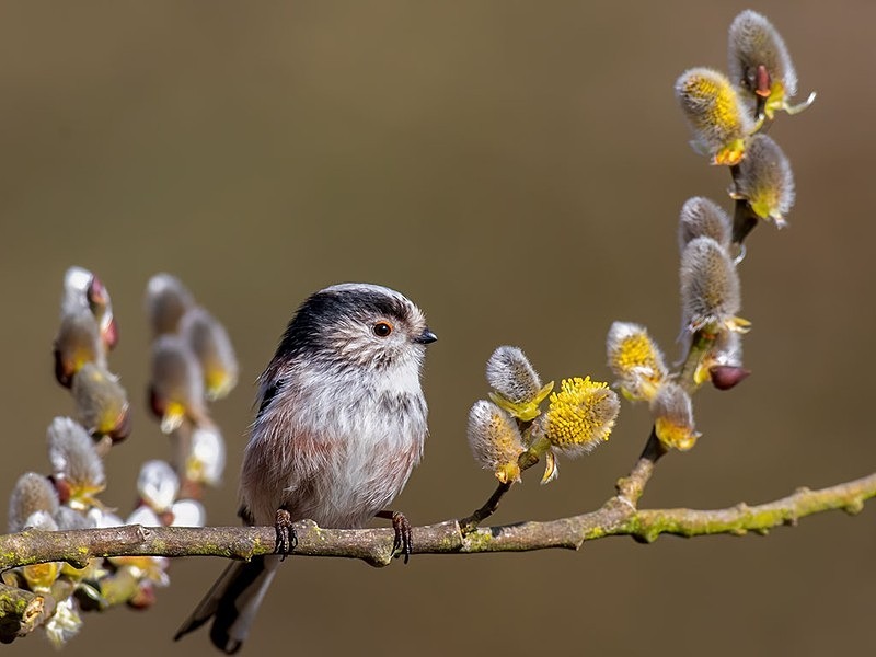 AU8I2945-Edit-Edit copy - woodland bird hide