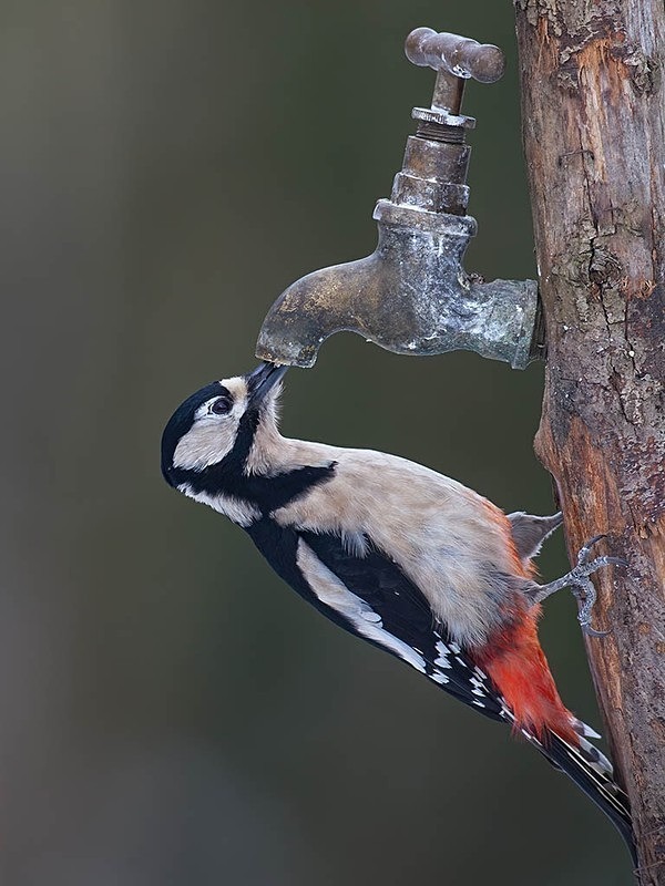 894C9131-Edit - woodland bird hide