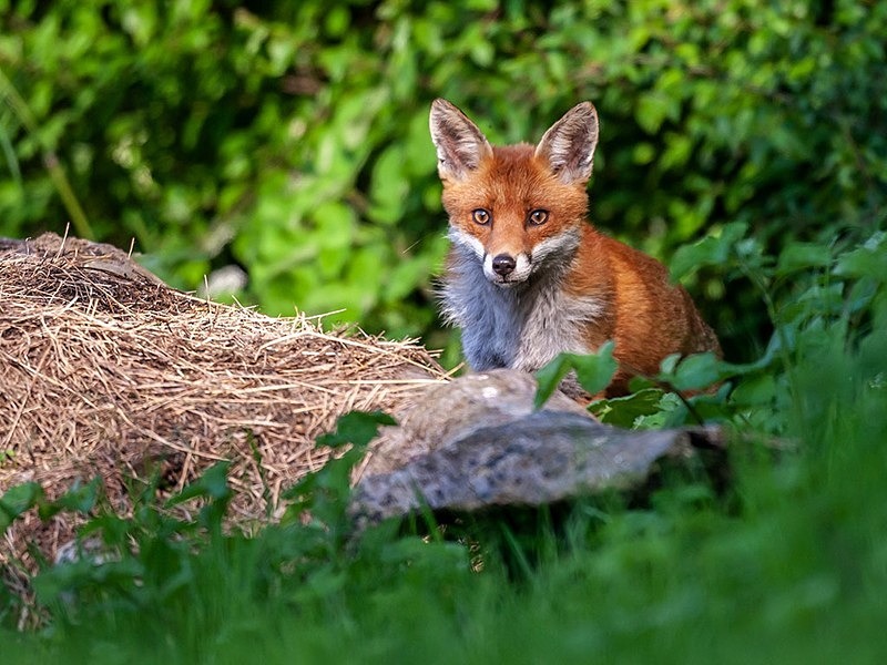 894C9142 - THE FOX HIDE EXPERIENCE