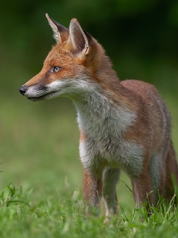 young close - The Fox Hide photos