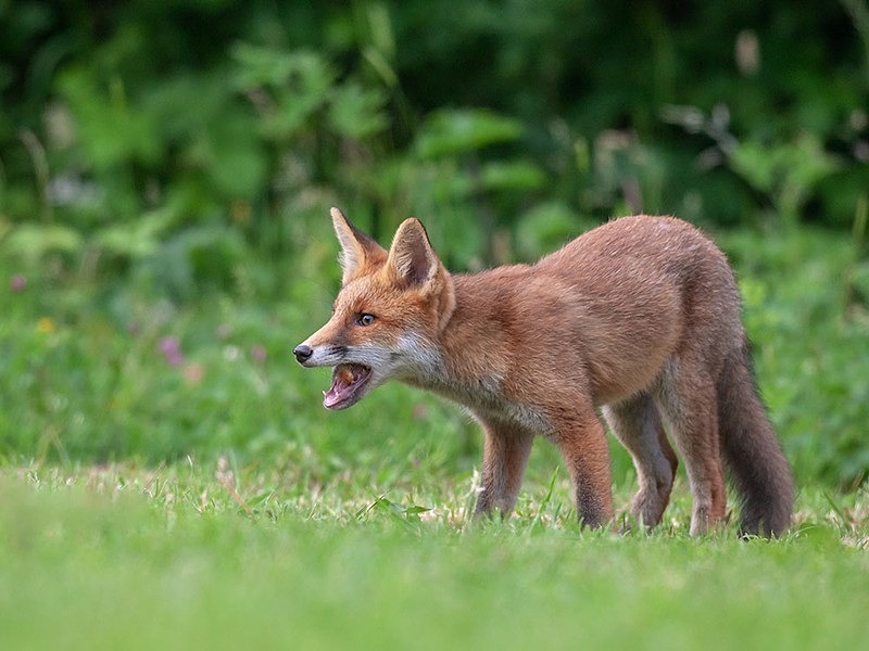 cub5 - THE FOX HIDE EXPERIENCE