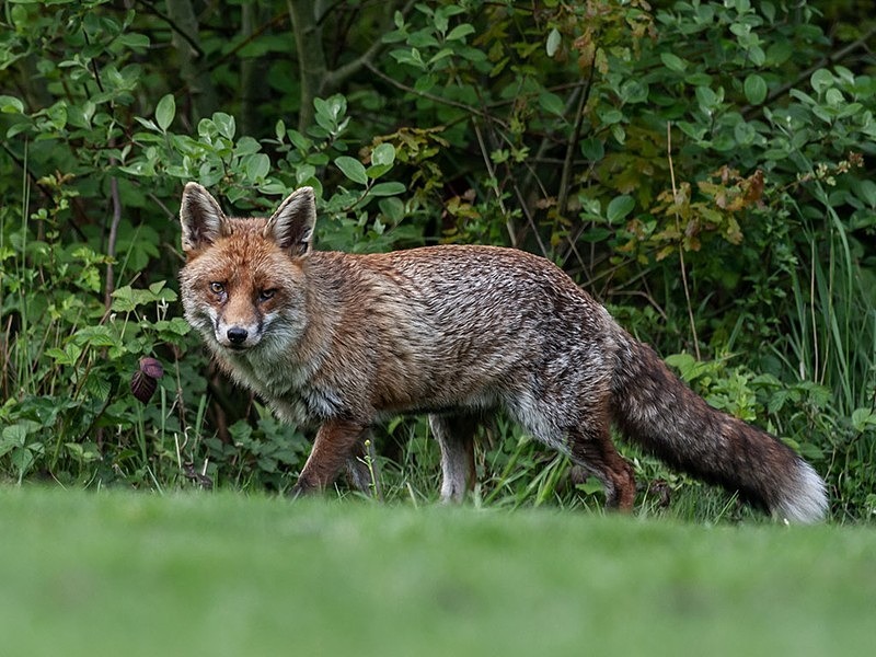 894C6686 - THE FOX HIDE EXPERIENCE