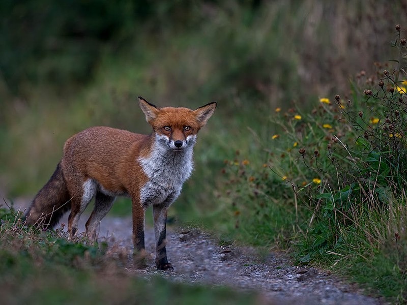 4 - THE FOX HIDE EXPERIENCE