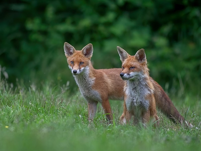 894C1207-Edit-Edit-Edit-Edit - THE FOX HIDE EXPERIENCE