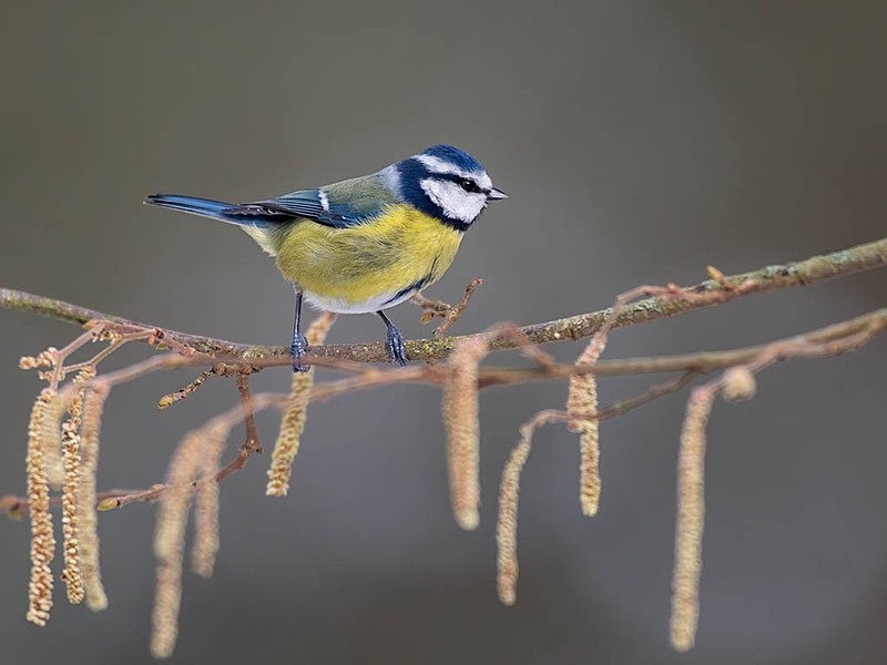 078A9375-Edit - woodland bird hide