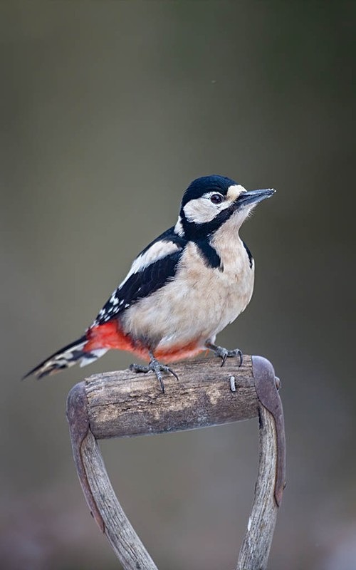 078A9403-Edit - woodland bird hide