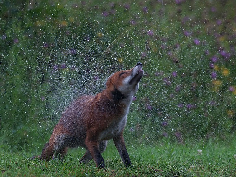 - the fox hide