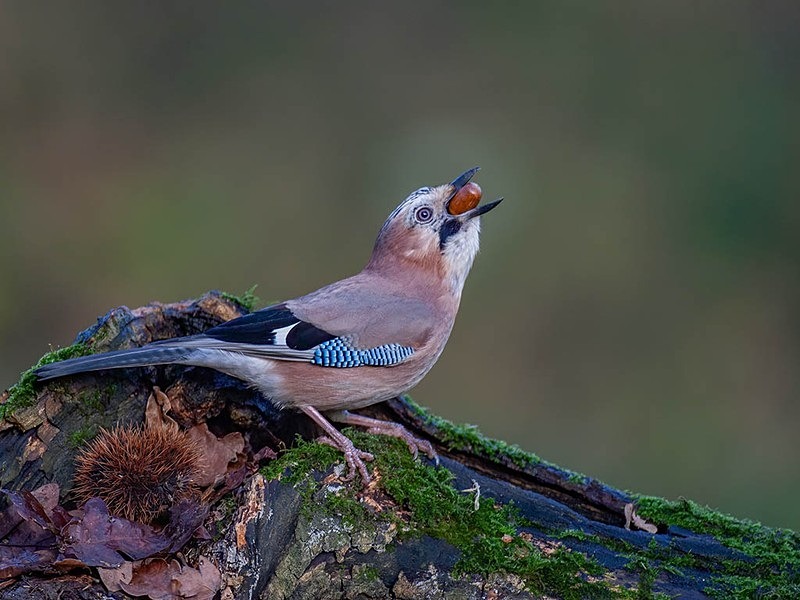 acorn - woodland bird hide