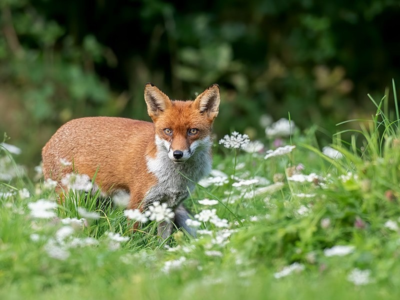 AU8I9302-Edit-Edit - The Fox Hide photos