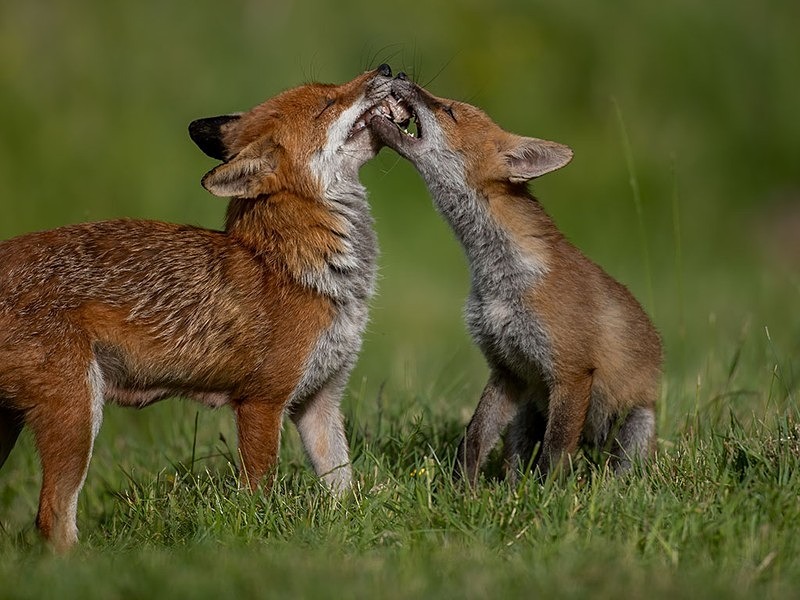 AU8I5111-Edit-Edit - THE FOX HIDE EXPERIENCE