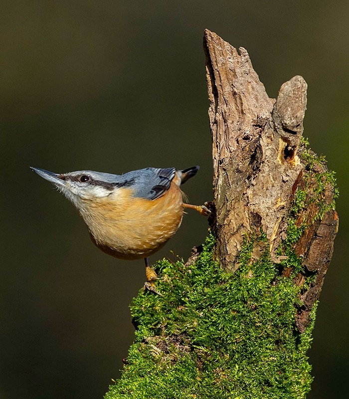 _F7A8166-Edit - woodland bird hide