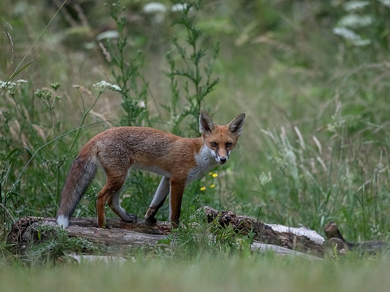 AU8I8187-Edit-Edit - The Fox Hide photos
